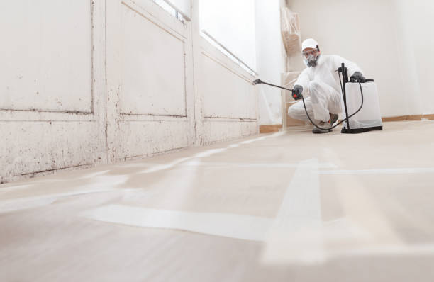 Black mold remediation team in La Jose